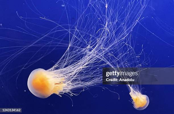 General view from the giant aquarium, which is home to about 10 thousand jellyfish in Prague, Czech Republic on September 06, 2022. The World of...