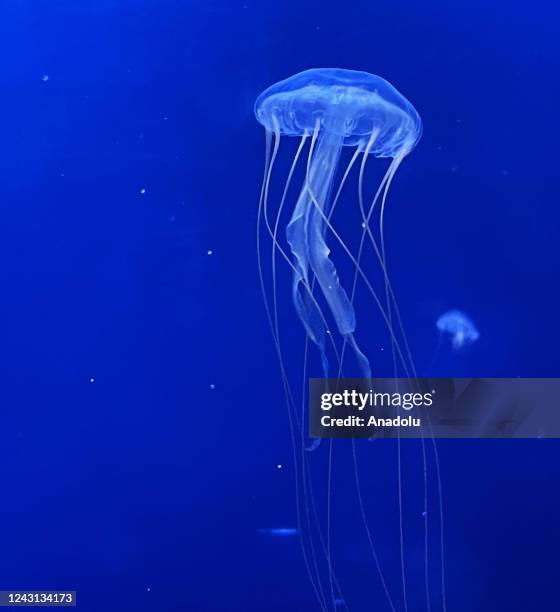 General view from the giant aquarium, which is home to about 10 thousand jellyfish in Prague, Czech Republic on September 06, 2022. The World of...