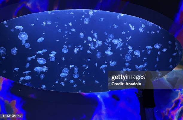 General view from the giant aquarium, which is home to about 10 thousand jellyfish in Prague, Czech Republic on September 06, 2022. The World of...