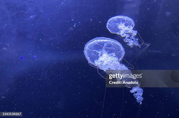 General view from the giant aquarium, which is home to about 10 thousand jellyfish in Prague, Czech Republic on September 06, 2022. The World of...