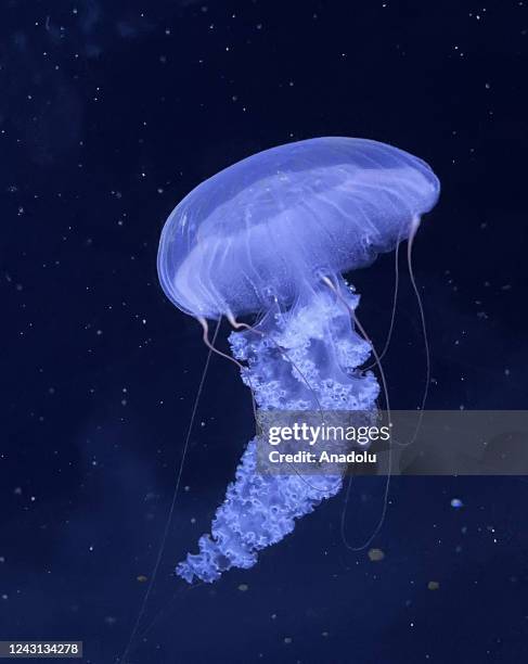 General view from the giant aquarium, which is home to about 10 thousand jellyfish in Prague, Czech Republic on September 06, 2022. The World of...