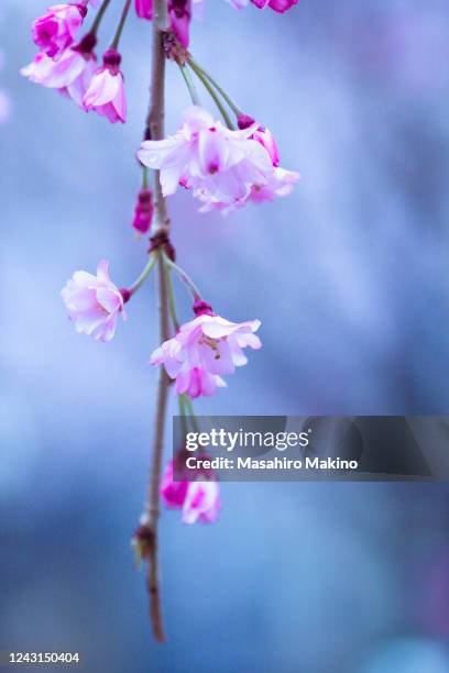 weeping cherry blossoms - oriental cherry tree stock pictures, royalty-free photos & images