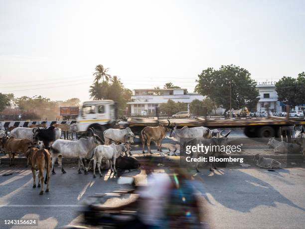 Cattle rest as trucks pass by near the Deendayal Port Authority in Kandla, India, on Thursday, Sept. 8, 2022. India is scheduled to announce its CPI...