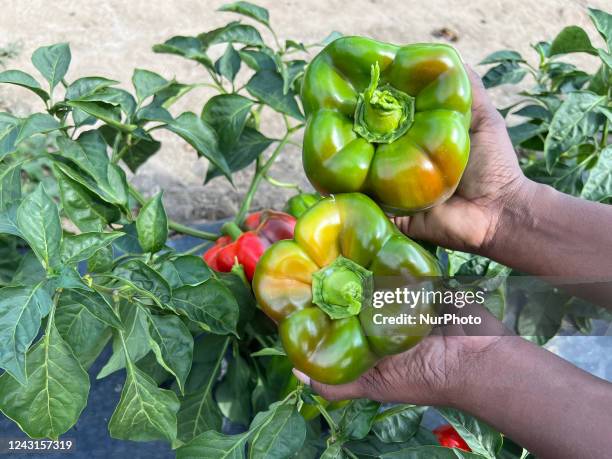 Woman picking bell peppers at a farm in Markham, Ontario, Canada, on September 10, 2022.