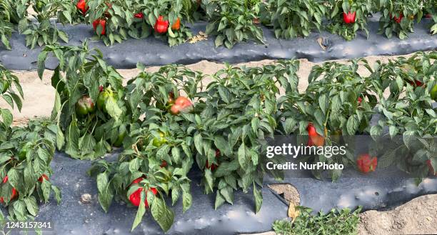 Red bell peppers growing at a farm in Markham, Ontario, Canada, on September 10, 2022.