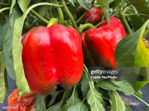 Red bell peppers growing at a farm in Markham, Ontario, Canada, on September 10, 2022.