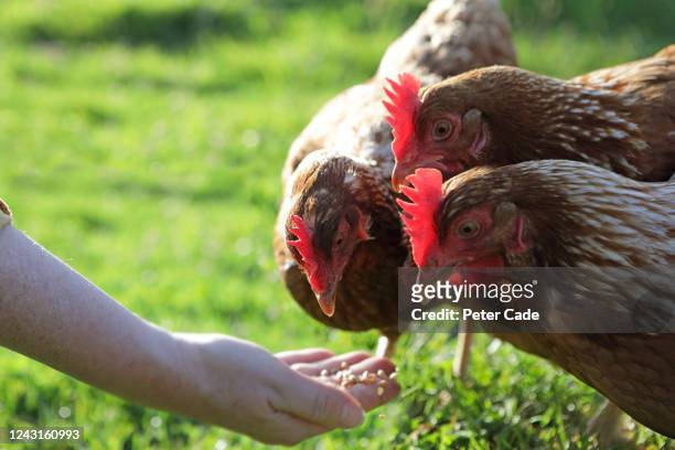 chickens being hand fed in meadow - animal feed fotografías e imágenes de stock