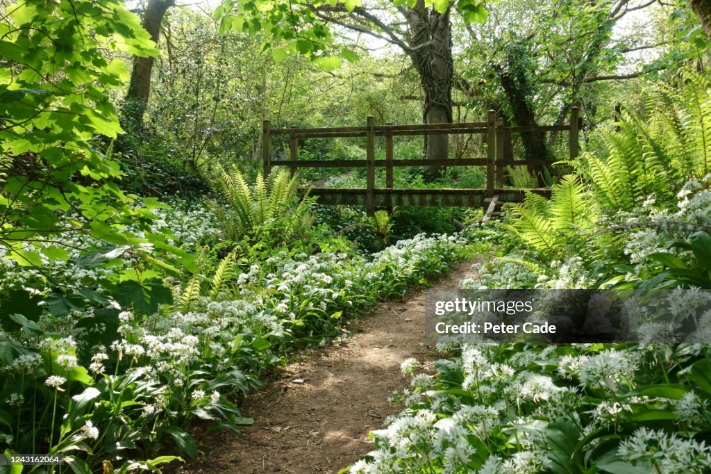 Picturesque bridge in woodland