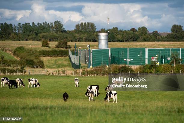 Cows graze in the fields surrounding the Cuadrilla Resources Ltd. Exploration gas well site on Preston New Road near Blackpool, UK, on Saturday,...