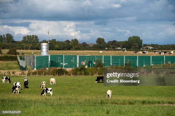 Cows graze in the fields surrounding the Cuadrilla Resources Ltd. Exploration gas well site on Preston New Road near Blackpool, UK, on Saturday,...