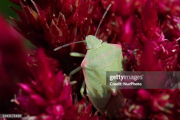 Doug Inkley Red Stink Bug Photos and Premium High Res Pictures - Getty Images