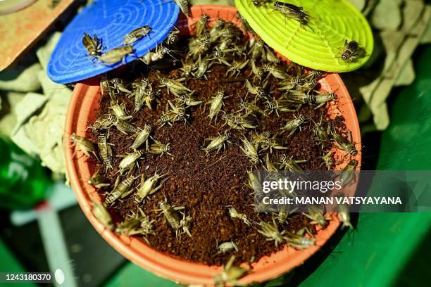 This photo taken on August 31, 2022 shows crickets being raised inside containers at a farm in Bangkok. - There's no crunch or crackle, but crickets...