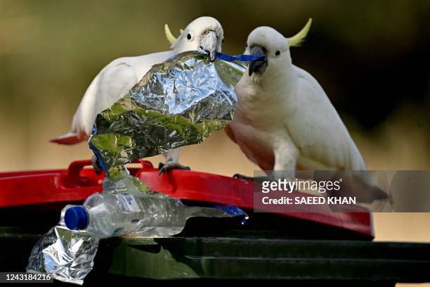 This picture taken on August 30, 2022 shows cockatoos looking for food in a garbage bin near restaurants in the New South Wales coastal city of...