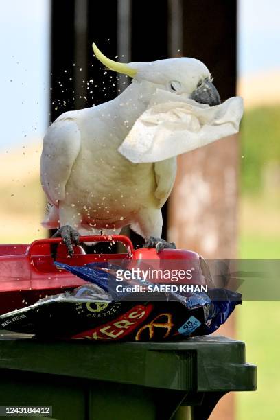 This picture taken on August 30, 2022 shows a cockatoo looking for food in a garbage bin near restaurants in the New South Wales coastal city of...