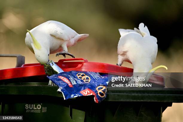 This picture taken on August 30, 2022 shows cockatoos looking for food in a garbage bin near restaurants in the New South Wales coastal city of...