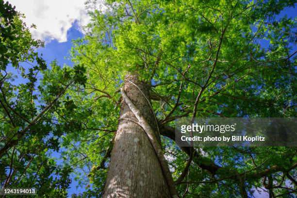 bald cypress tree from the ground - bald cypress tree 個照片及圖片檔