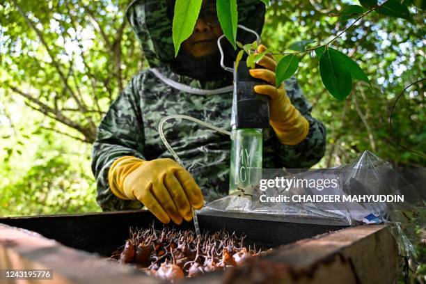 Beekeeper collects honey from a stingless bee hive at an apiary in Blang Bintang, Indonesia's Aceh province on September 13, 2022.