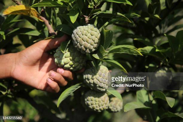 Palestinian farmers pick custard-apple, or Sugar-apple at their farm during harvest season in Gaza city on September 13, 2022.