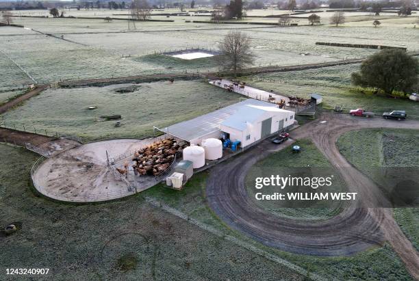 Photo taken on August 13, 2022 shows a herd of cows waiting to be milked on a dairy farm near Cambridge in New Zealand's Waikato region, known for...