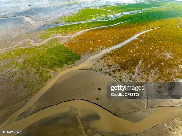 An aerial view of the "tidal trees" at the Tiaozi mud Wetland scenic spot near the Yellow Sea in Yancheng city, Jiangsu province, China, Sept 12,...