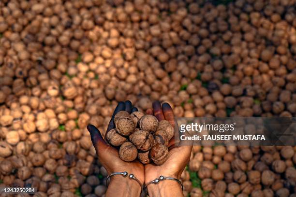 Farmer shows freshly picked walnuts on the outskirts of Srinagar on September 15, 2022.