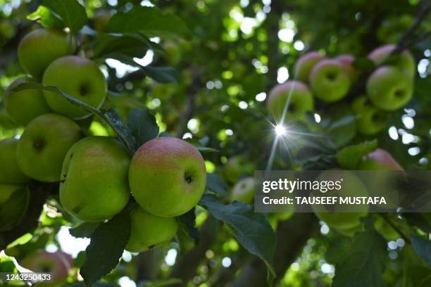 This photograph taken on September 15, 2022 shows an apple tree in an orchard on the outskirts of Srinagar.