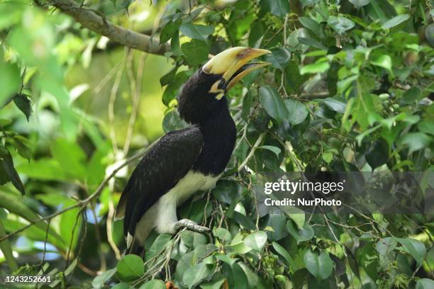 An oriental pied hornbill bird sits on the branch of a tree at Kaziranga National Park in Nagaon district in the northeastern state of Assam, India,...