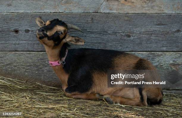 28 Hackmatack Stock Photos, High-Res Pictures, and Images - Getty Images