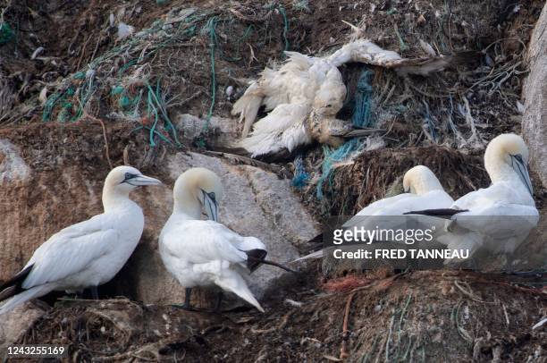Northern gannets, a species of seabird known locally as "Fou de Bassan", rest next to a dead gannet on Rouzic Island off the coast of Perros-Guirec,...
