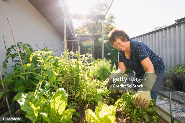 growing vegetables at home - woman gardening stock pictures, royalty-free photos & images