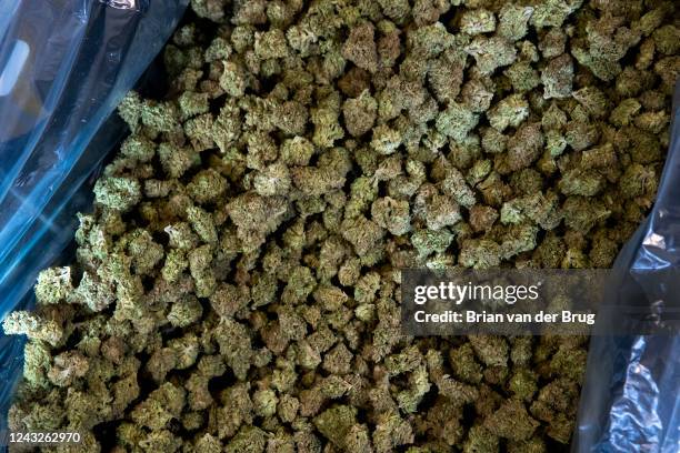 January 11: Grower Mary Gaturud finished marijuana buds inside a humidity and temperature-controlled room on Tuesday, Jan. 11, 2022 in Redcrest, CA....