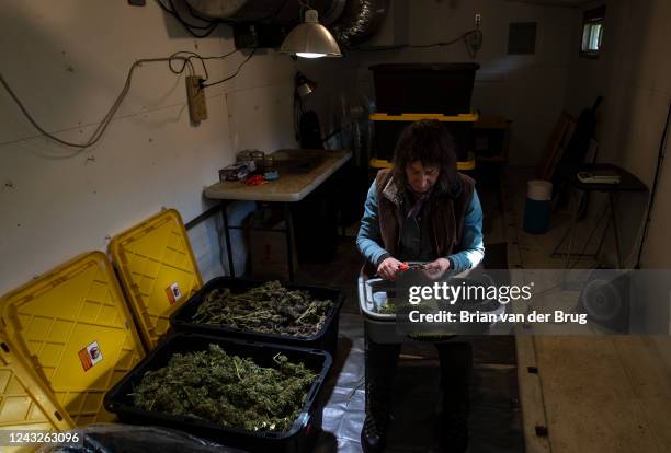 January 11: Grower Mary Gaturud trims marijuana buds inside a humidity and temperature-controlled room on Tuesday, Jan. 11, 2022 in Redcrest, CA....