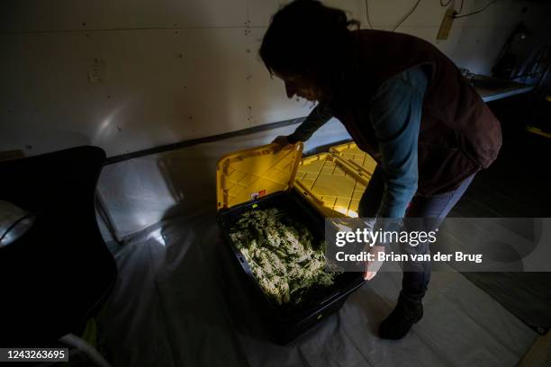January 11: Mary Gaturud stores marijuana buds inside a humidity and temperature-controlled room on Tuesday, Jan. 11, 2022 in Redcrest, CA.