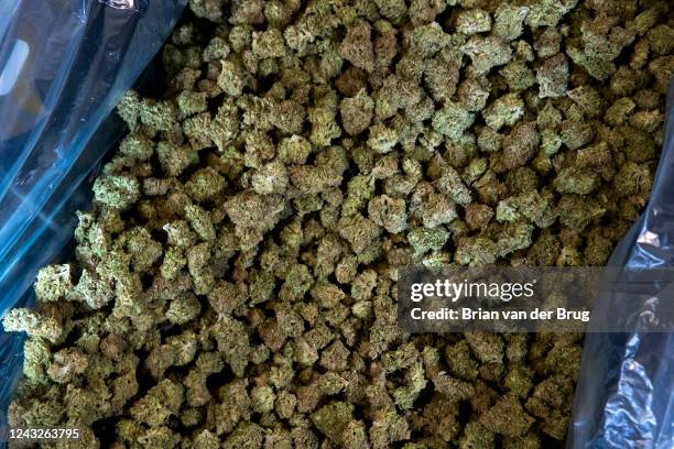 January 11: Grower Mary Gaturud finished marijuana buds inside a humidity and temperature-controlled room on Tuesday, Jan. 11, 2022 in Redcrest, CA....