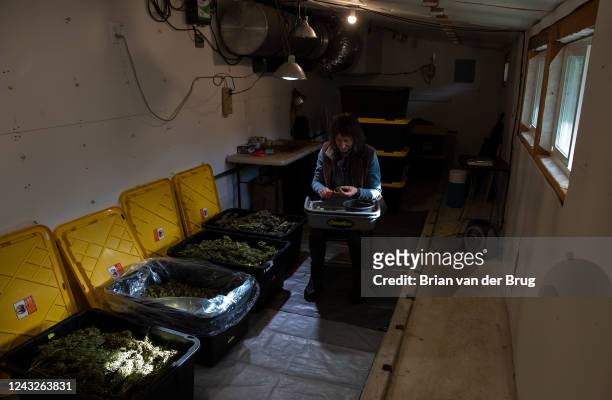 January 11: Grower Mary Gaturud trims marijuana buds inside a humidity and temperature-controlled room on Tuesday, Jan. 11, 2022 in Redcrest, CA....