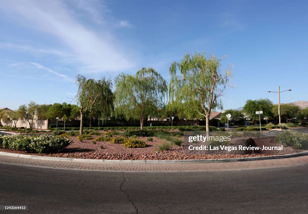 Desert or oasis landscaping
