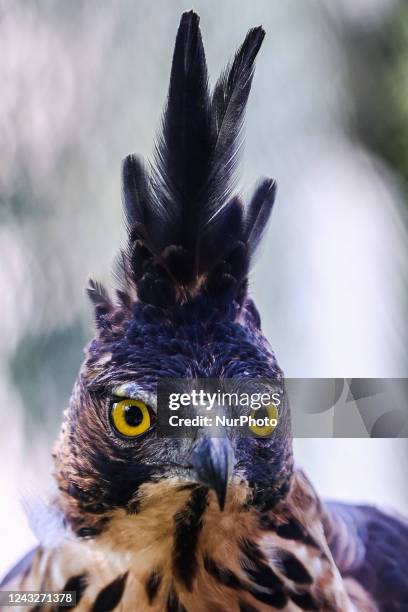 113 Javan Hawk Eagle Stock Photos, High-Res Pictures, and Images ...