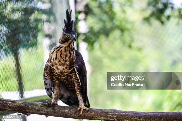 113 Javan Hawk Eagle Stock Photos, High-Res Pictures, and Images ...