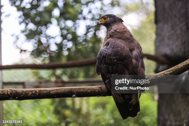 113 Javan Hawk Eagle Stock Photos, High-Res Pictures, and Images ...