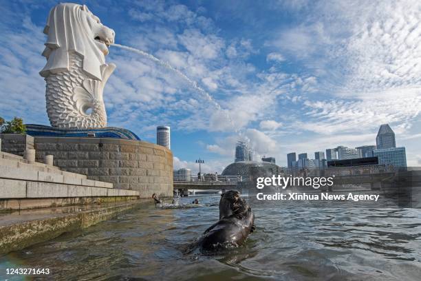 Family of wild smooth-coated otters are spotted next to Singapore's tourism icon, the Merlion, on its 50th birthday at the Merlion Park in Singapore,...