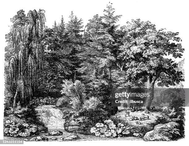 illustrations, cliparts, dessins animés et icônes de illustration antique : forêt - objet gravé