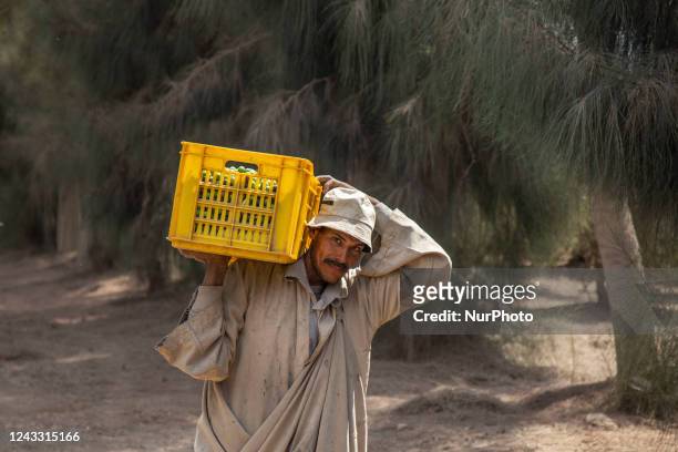 Egyptian farmers collect olives in Al-Qatta village in Giza on September 17 Most of the Egyptian olive is exported and about 80 percent of it is...