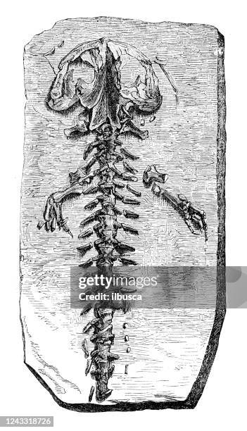 antique illustration: andrias scheuchzeri fossil - salamander stock illustrations