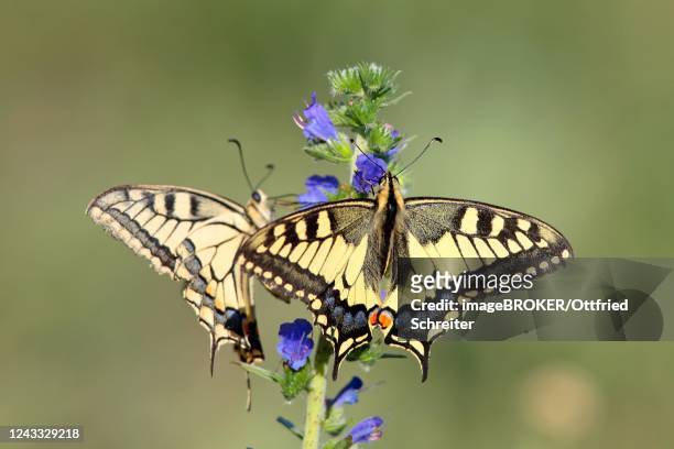 swallowtail (papilio machaon) sitting on viper's bugloss (echium vulgare), hesse, germany - swallowtail butterfly stock pictures, royalty-free photos & images