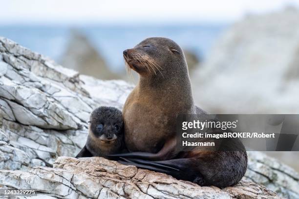 new zealand fur seals (arctocephalus forsteri), dam with young on rock, kaikoura, canterbury, south island, new zealand - dia bildbanksfoton och bilder