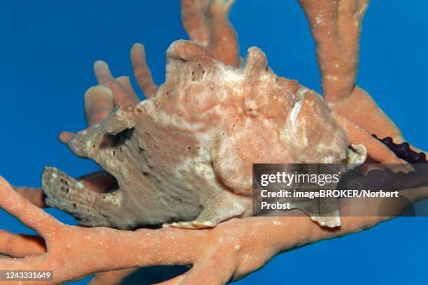 giant frogfish (antennarius commerson) on sponge, camouflaged, red sea, jordan - spongia stock pictures, royalty-free photos & images