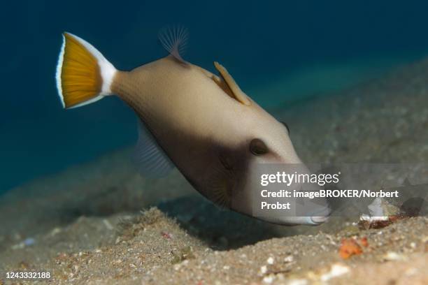 bluethroat triggerfish (sufflamen albicaudatum) eating over sandy bottom, red sea, jordan - triggerfish stockfoto's en -beelden