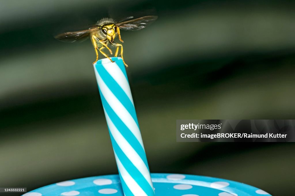 German wasp (Vespula germanica) on drinking straw from Becher, Germany