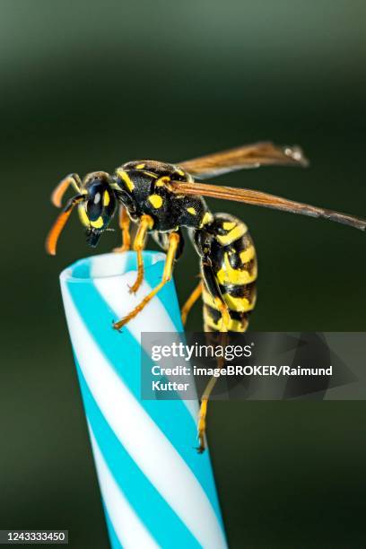 german wasp (vespula germanica) on drinking straw, germany - wespe stock-fotos und bilder