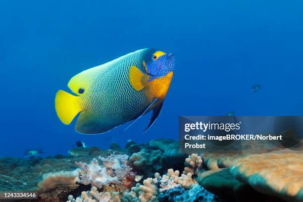 blueface angelfish (pomacanthus xanthometopon) swims over coral reef, maldives - pomacanthus xanthometopon stock pictures, royalty-free photos & images